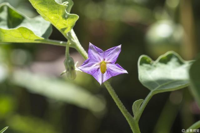 2,4-D？防落素？保花剂？茄子蘸花药用哪种更好？