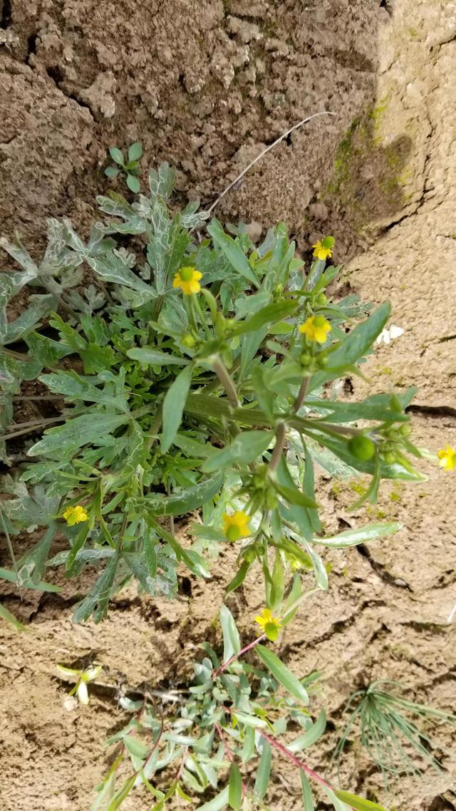 误食石龙芮图片