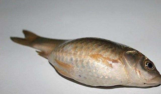 子梅鱼有鱼鳞吗