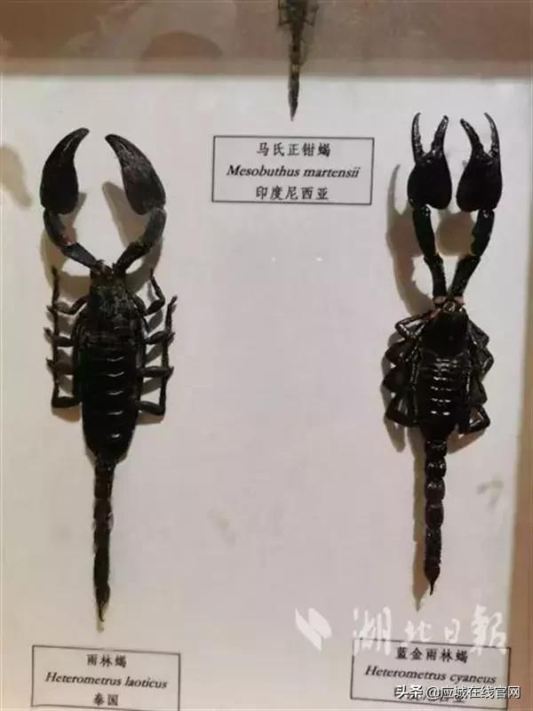 应城机械展
