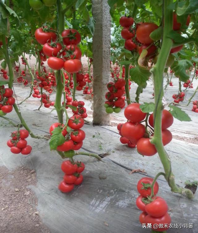 西红柿种植技术