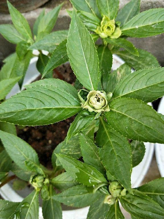 茶花凤仙 茶花凤仙（茶花凤仙的种植方法） 生活