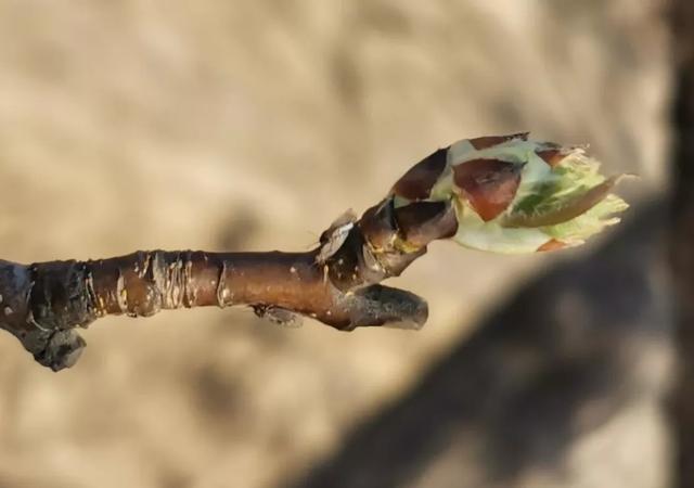 果树害虫梨木虱，近几年越来越难防治，果农如何对付？4