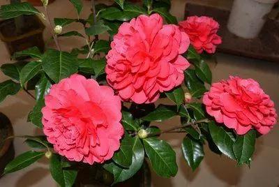 50种浪漫鲜花花语大全 50种浪漫鲜花花语大全（50种浪漫鲜花花语大全图片） 生活