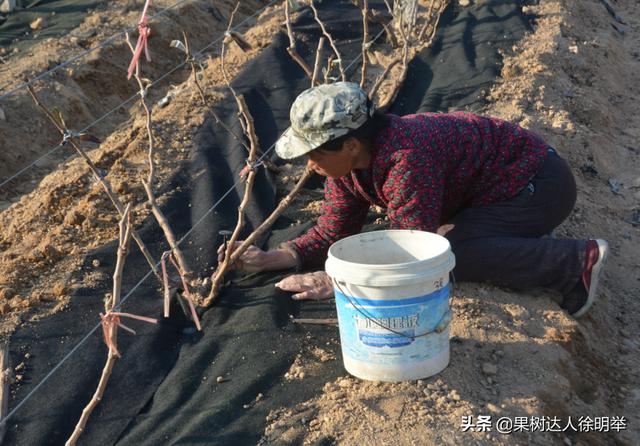 你的果园树盘进行清耕、打除草剂还是覆盖，园艺地布是不错的选择13