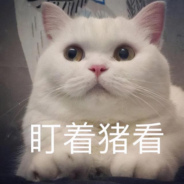 有让猫