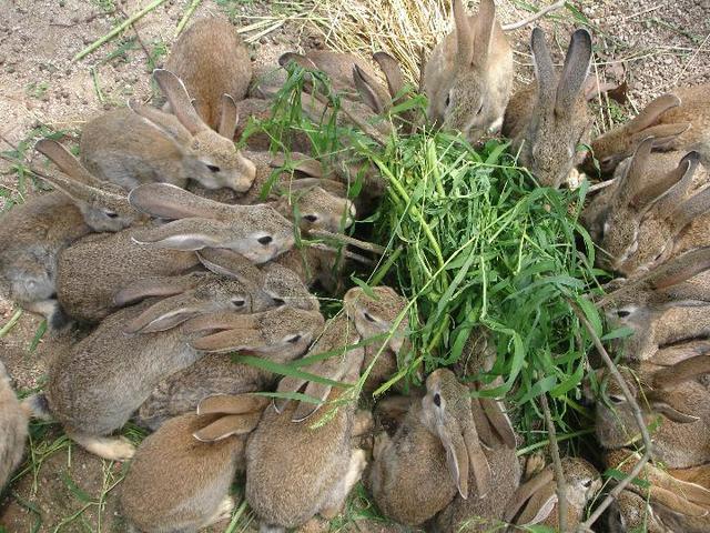 肉兔养殖网 怎样给肉兔进行配种？肉兔配种的技术