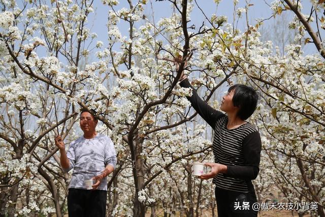 果树开花前和谢花后重点补硼补钙，既能促花促果，又能保花保果13