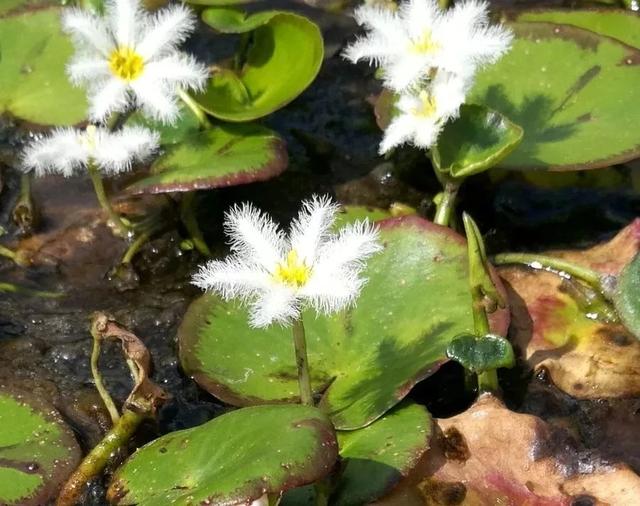 常见水生植物