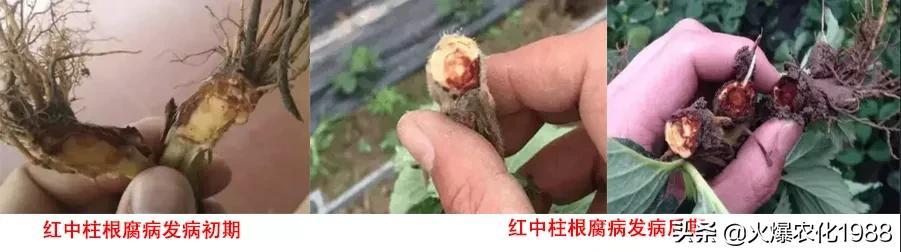 荣登央视！连续2遍，彻底根治草莓红中柱根腐病2