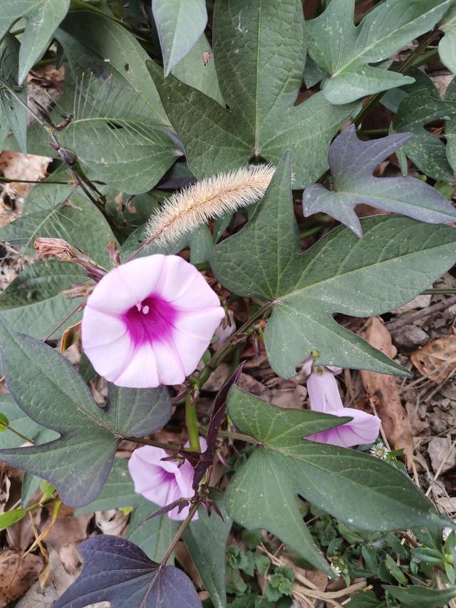 5种花真是被名字耽误了 明明开花美翻天 却 不受人待见 太阳信息网
