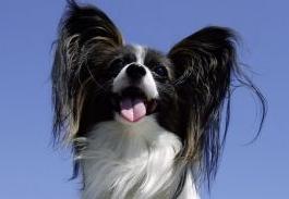 蝴蝶犬能长多大 蝴蝶犬能长多大（蝴蝶犬一般长多大） 生活