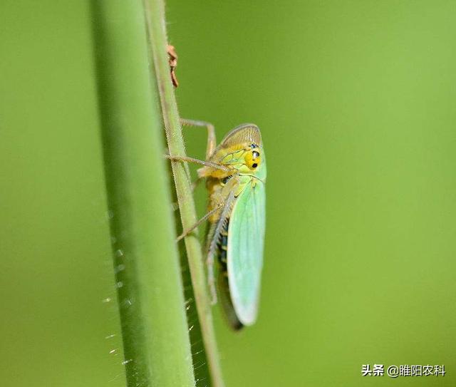 噻虫嗪杀蚜虫、白粉虱、蓟马，这样用一次管一季不生虫3