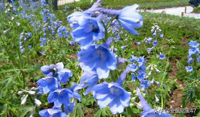 世界上最表里不一的植物 Kks資訊網