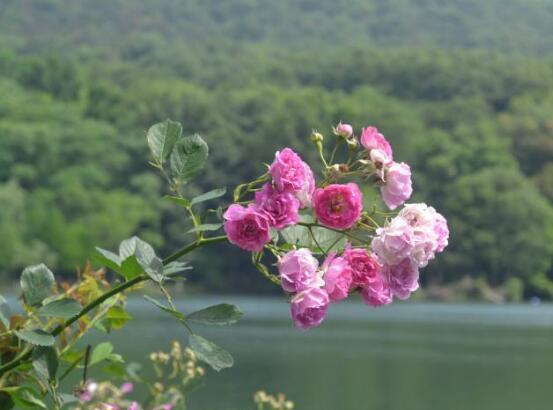 薔薇花代表什麼意思薔薇花花語和寓意