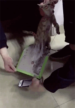 搞笑有意思的动态动图：本想黏老鼠，没想到黏了只蠢猫