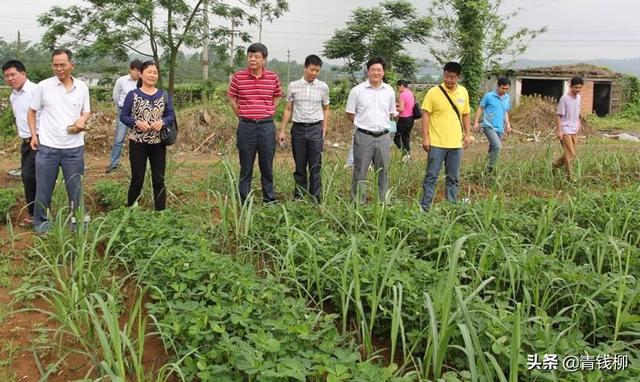 广西武宣甘蔗间作花生高产高效栽培技术探讨