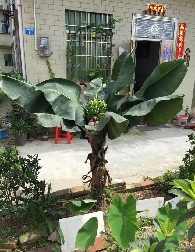 无花果树