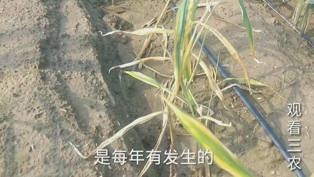 2021年种植大姜，烂脖子病很头疼究竟该怎么办？不能乱用药白花钱6