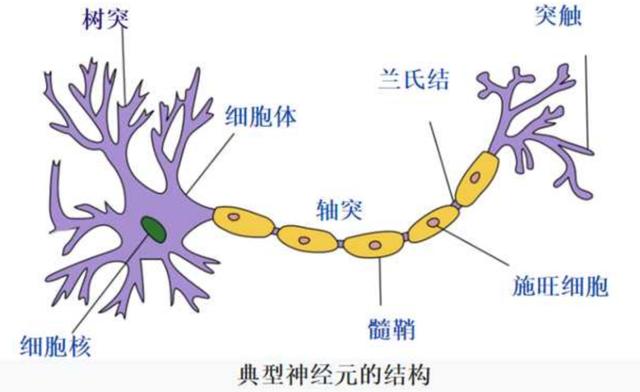 死后还有生命吗 一个特殊病例 在死后10分钟还检测到大脑活动 今日热点