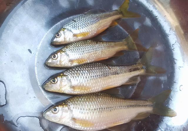 提醒：有5种鱼尽量少吃，很多人可能还不清楚，本文告诉答案