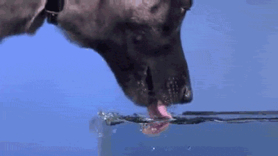 狗喝水