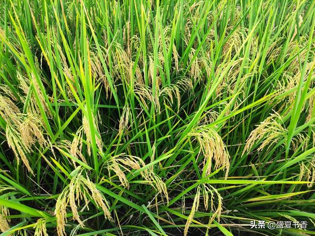 5类自然科学，带孩子走进田野，给孩子更好的自然教育