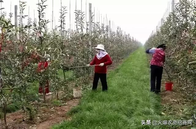 果树隐形“杀手”来了！等到发现为时已晚，怎么防？