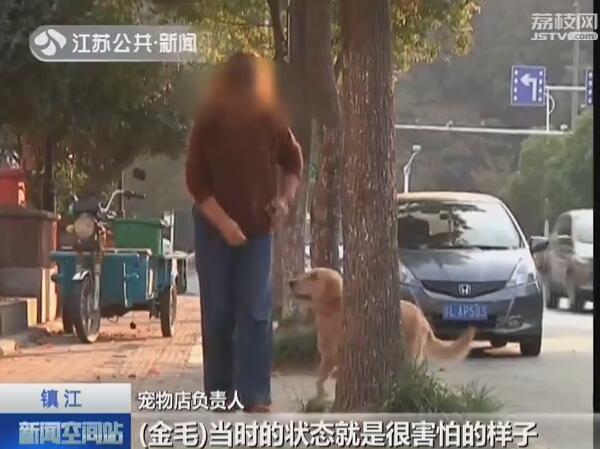 金毛猎犬多少钱 金毛猎犬多少钱