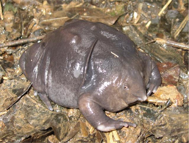 鱼鳞上树