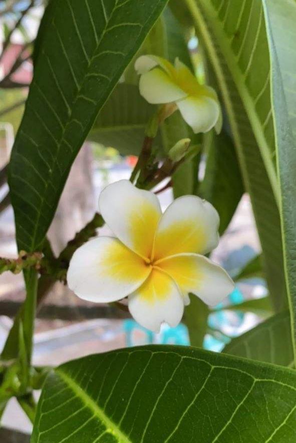 花草图片 花草图片（花草图片高清） 生活