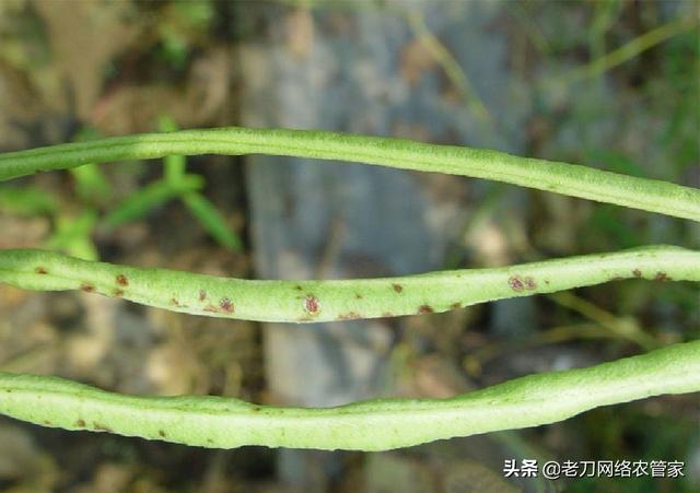 低温多雨、连续重茬豆角炭疽病易发病！防治药剂参考5