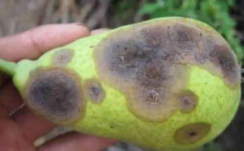 梨树病虫害 梨树病虫害（梨树病虫害防治用药） 生活