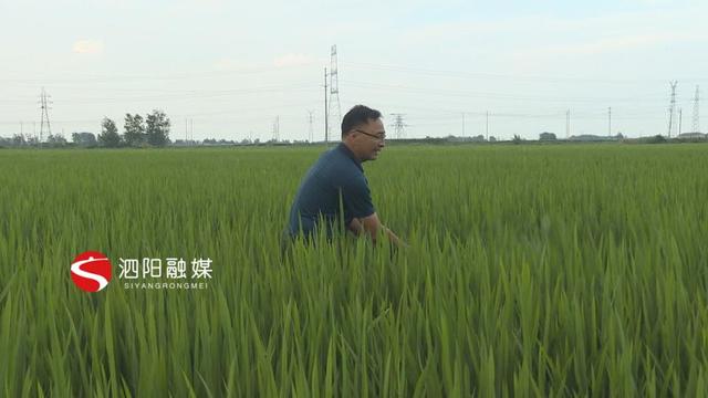 泗阳：水稻抽穗扬花期病虫害防治要紧跟