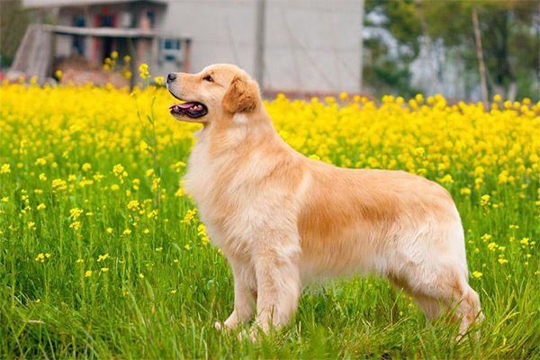 十大聪明犬排名 十大聪明犬排名（杜宾犬） 动物