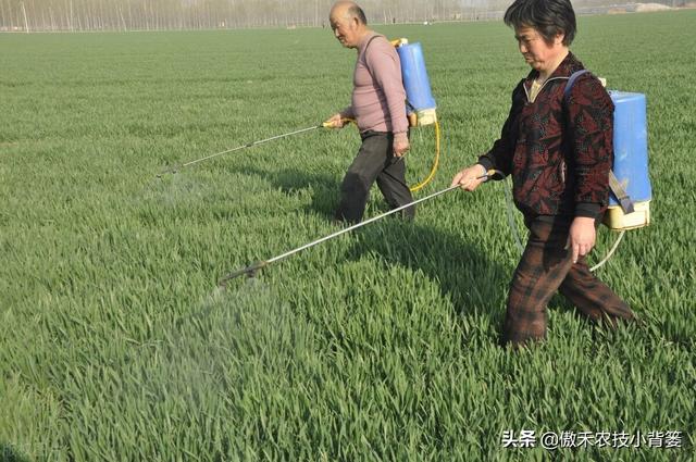 小麦春季要重防纹枯病、赤霉病、白粉病和锈病，打药配方请收好5