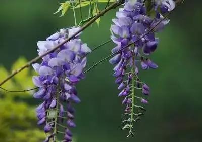 50种浪漫鲜花花语大全