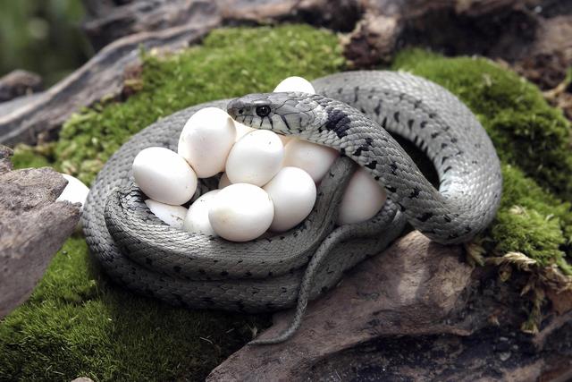 蛇蛋是不是从蛇嘴里吐出来的 全网搜