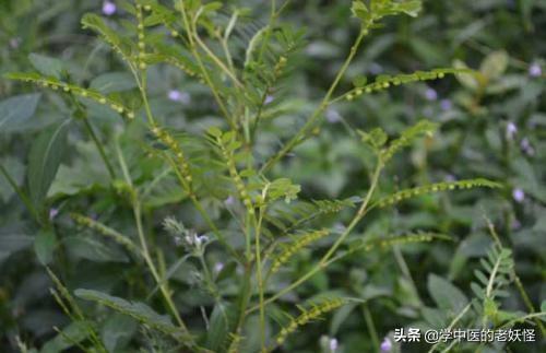 每日一中药——珍珠草