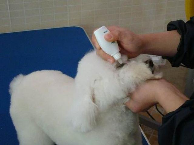 第五,可以经常按摩狗狗的眼睛,这样有助于狗狗疏通鼻泪管,不仅可以