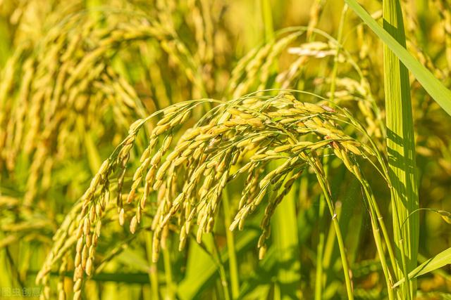 记住这个水稻增产叶面肥，控旺增产一季无病害，一亩增产300斤6