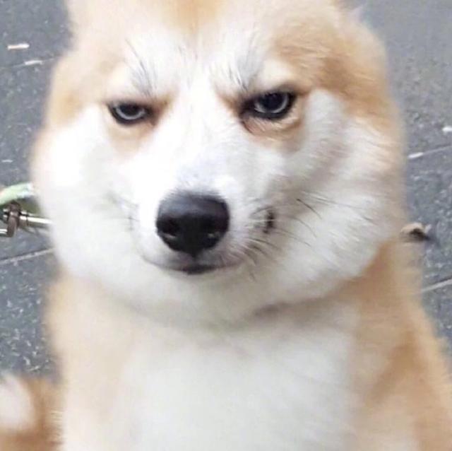 狗狗情侣头像卡通(狗狗情头一左一右)-艾拉养犬