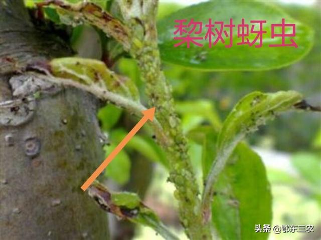 蚜虫种类多，用哪些药剂杀灭效果好？7