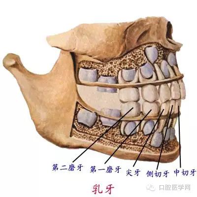 口腔牙齿图片大全图解
