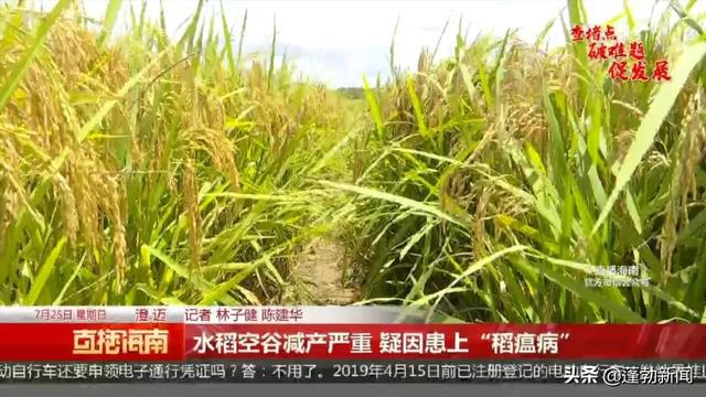 澄迈约2700亩水稻出现空谷，疑因患上“稻瘟病”，如何解决→