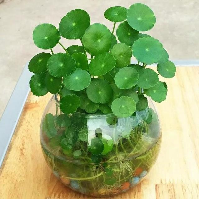 水培植物 水培植物（水培植物根部长绿苔） 生活