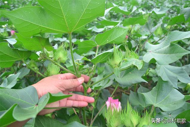 棉花为啥要打杈？搞明白了，才知缩节胺的重要，9个细节综合参考5