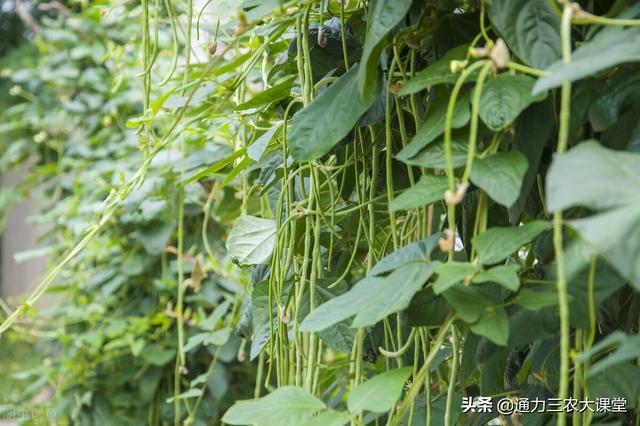 豆角结荚期如何管理，十几年种植户分享一个叶面肥，结荚多产量高