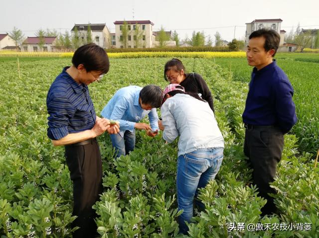 甲维盐和阿维菌素哪个杀虫效果更好？同样的药物价格、效果差在哪3