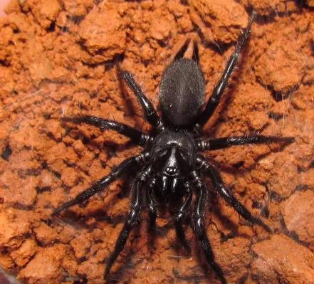 什么动物会夏眠（什么动物不需要阳光）